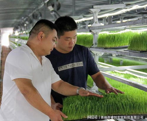 水培牧草 高效、營養(yǎng)、健康的畜牧業(yè)優(yōu)質(zhì)飼料新選擇